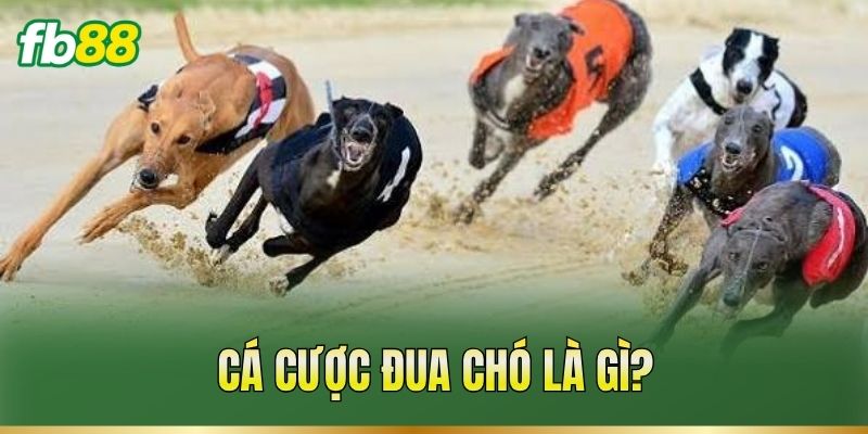 Cá cược đua chó là gì?