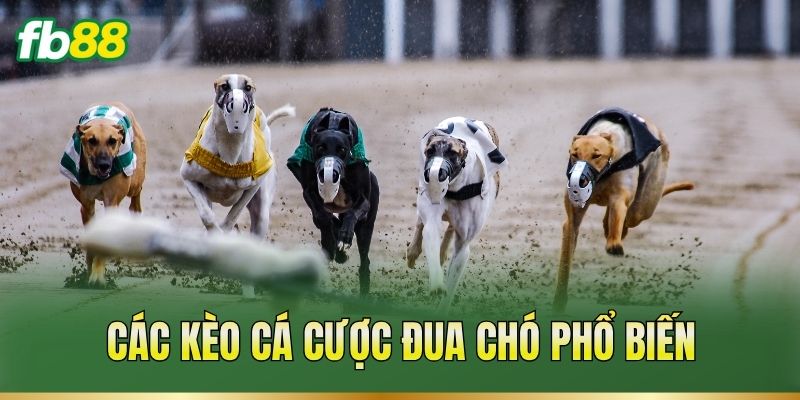 Các kèo cá cược đua chó phổ biến